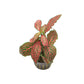 Fittonia albivenis - Red