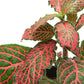 Fittonia albivenis - Red